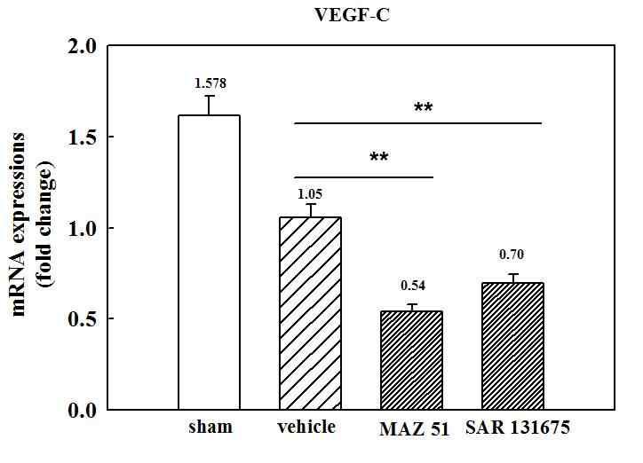 Quantitative analysis of mRNA expression of VEGF-C in the hippocampus following pilocarpine administration analyzed by qRT-PCR. Treatment with MAZ51 and SAR131675 significantly decreased VEGF-C mRNA expression at 4 days after pilocarpine-induced SE. The cDNA was normalized to GAPDH expression levels