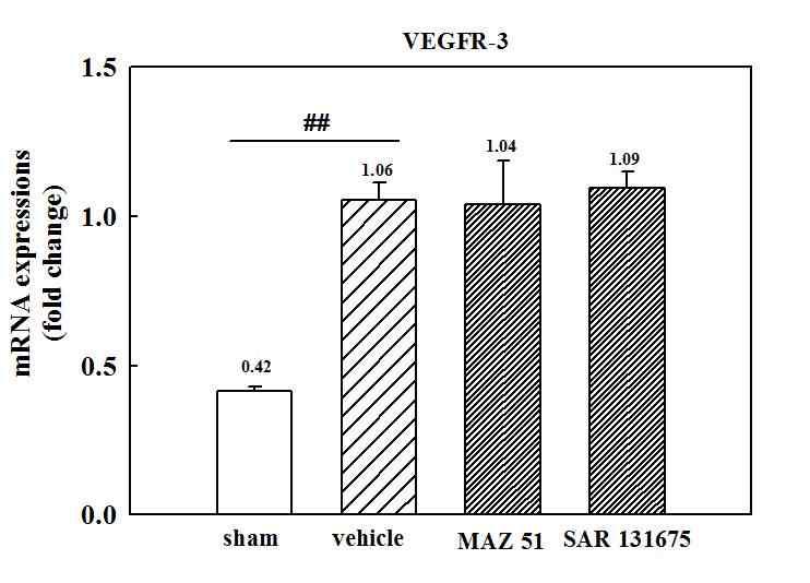 Quantitative analysis of mRNA expression of VEGFR-3 in the hippocampus following pilocarpine administration analyzed by qRT-PCR. mRNA expression of VEGFR-3 was significantly increased in the hippocampus 4 days after pilocarpine-induced SE. Treatment with MAZ51 and SAR131675 did not alter VEGFR-3 mRNA expression. The cDNA was normalized to GAPDH expression levels.