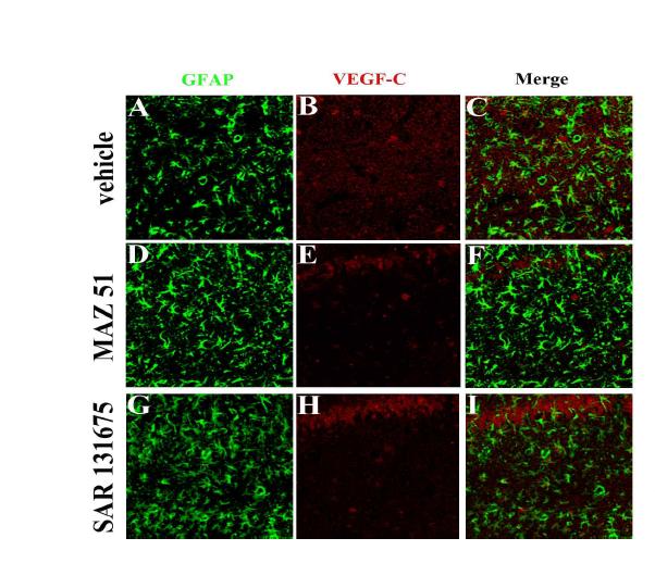 Influence of MAZ51 and SAR131675 on the expression of VEGF-C and the phenotype of VEGF-C expressing cells in the hippocampus after 7 days of pilocarpine administration. VEGF-C was expressed in the astrocytes of subpyramidal zone in the hippocampus. However, treatment with MAZ51 and SAR131675 altered VEGF-C expressing cells to pyramidal neurons instead of astrocytes in the subpyramidal zone