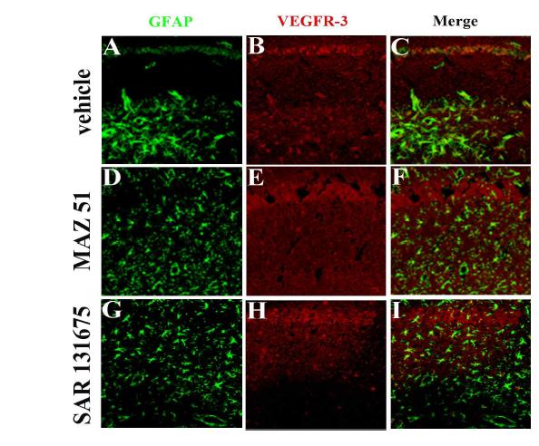 Influence of MAZ51 and SAR131675 on the expression of VEGFR-3 and the phenotype of VEGFR-3expressing cells in the hippocampus after 4 days of pilocarpine administration. VEGFR-3 was expressed in the astrocytes of subpyramidal zone in the hippocampus. However, treatment with MAZ51 and SAR131675 altered VEGFR-3 expressing cells to pyramidal neurons instead of astrocytes in the subpyramidal zone