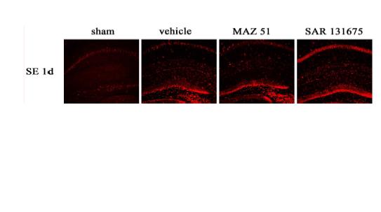 Influence of MAZ51 and SAR131675 on the expression of pS6 in the hippocampus following pilocarpine administration. Immunoreactivies to pS6 increased at the neurons in the pyramidal cell layer and glila-like cells in the stratum radiatum after 1 day of SE. Both VEGFR-3 antagonists did not alter the pS6 expressions at 1 day after SE in hippocampus.