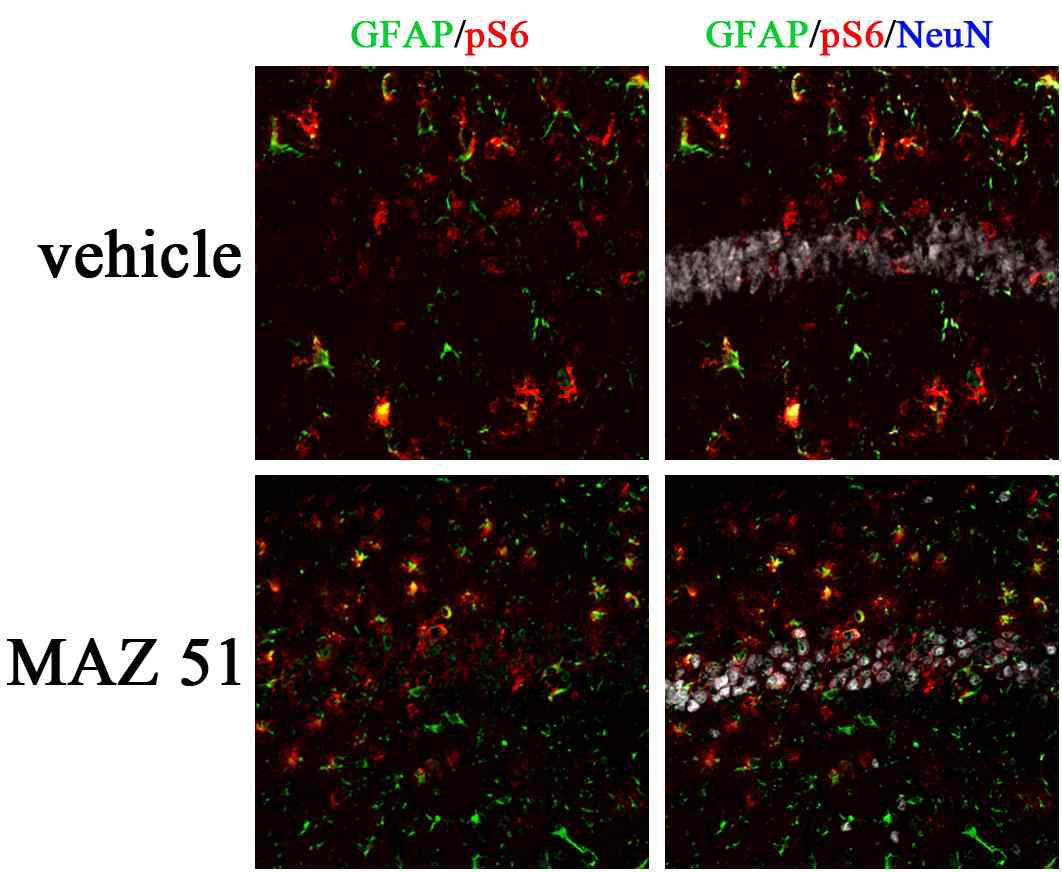 Influence of MAZ51 on the expression of pS6 and pS6-expressing cells in the hippocampus following pilocarpine administration. In the MAZ51-treated group, expression of pS6 is increased in pyramidal neurons and astrocytes around pyramidal cell layers compared with vehicle-treated group.