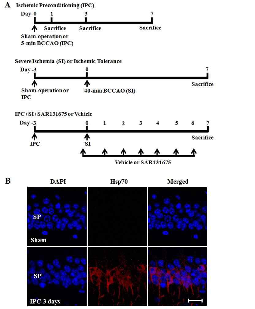 A summary of the ischemic preconditioning (IPC) and ischemic tolerance experimental protocols in the C57BL/6 mouse