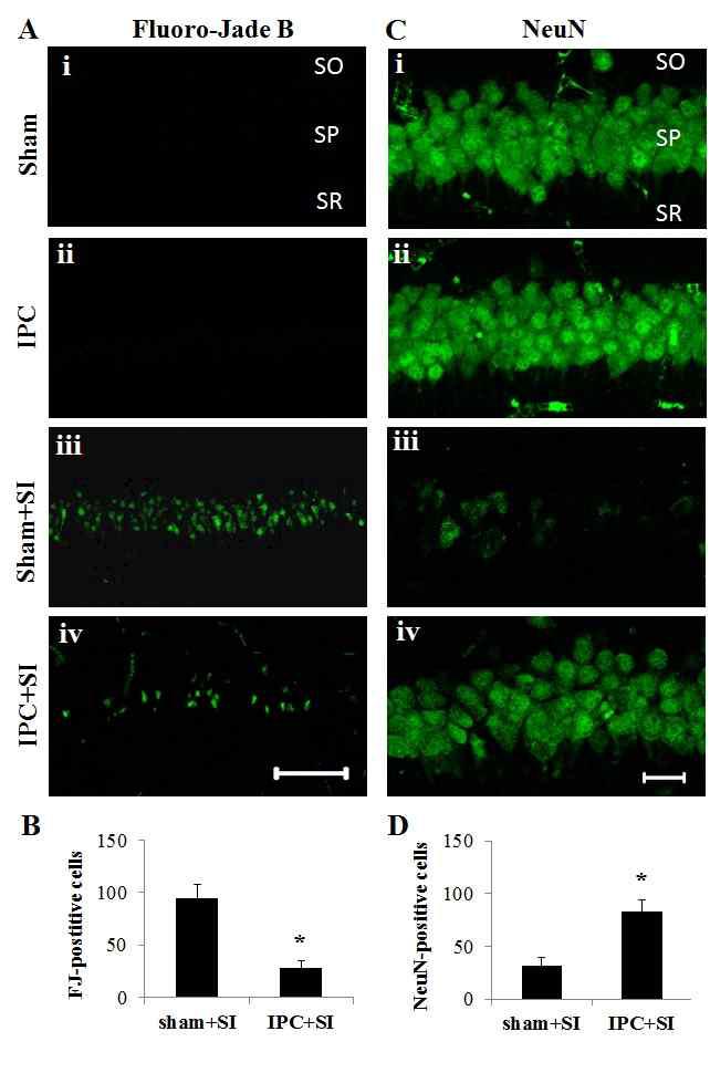 Histopathological analysis of neurodegeneration following an ischemic tolerance paradigm.