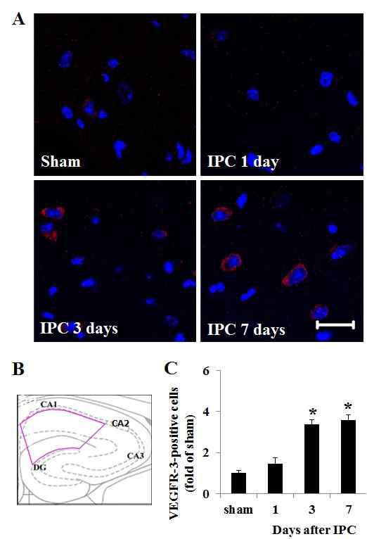 The effect of IPC on VEGFR-3 expression in the hippocampus.