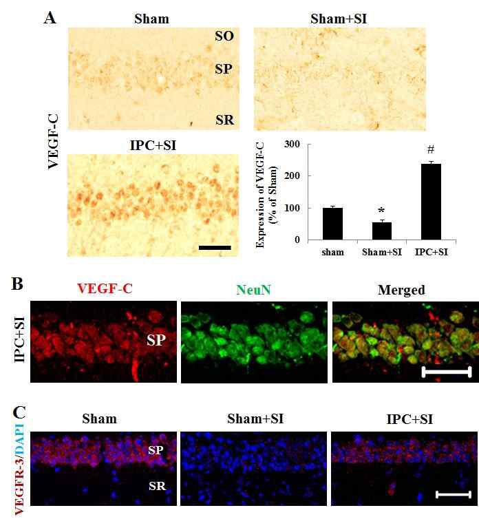 The effect of IPC on VEGF-C and VEGFR-3 expression in the CA1 pyramidal neurons after SI.