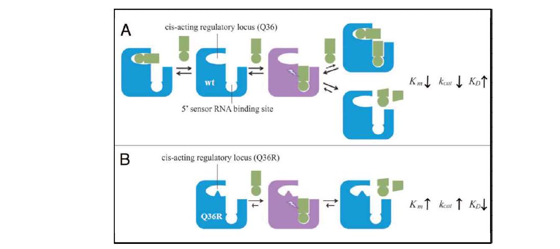 새로운 RNA 결합자리에 의한 RNase E 효소활성 조절