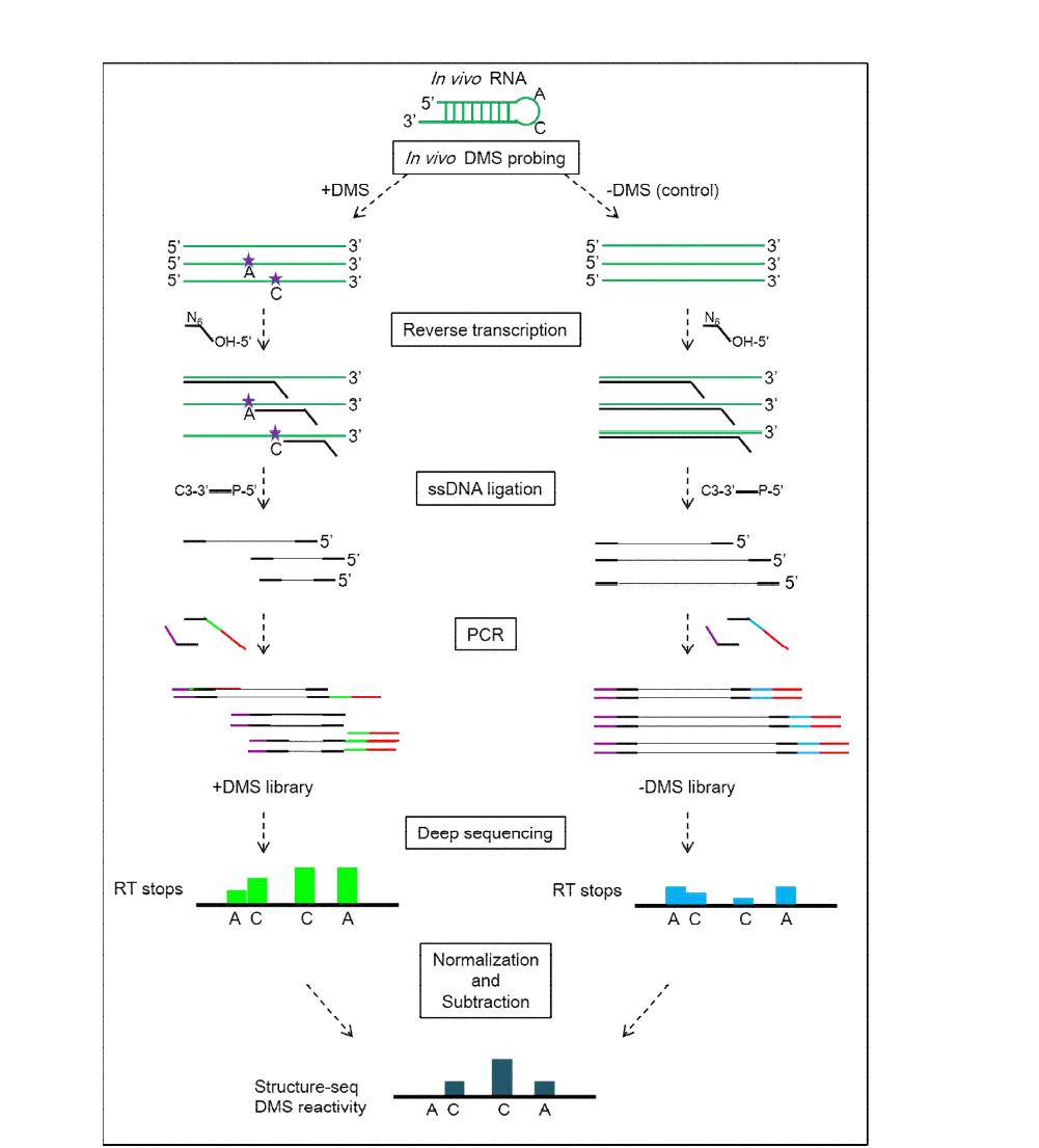 Structure seq 모식도