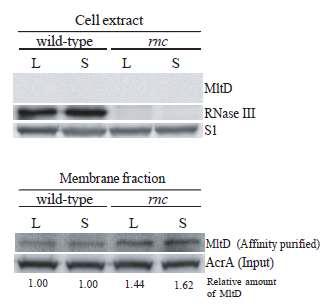 RNase III에 의한 mltD 유전자의 발현량 웨스턴 블롯팅 분석 결과