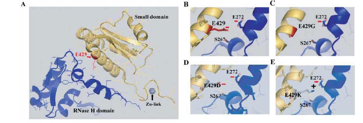 A. 두 개의 프로토머에 각각 존재하는 Small 도메인과 RNase H 도메인 사이의 결합 모식도. B. 자연생 잔기(E429와 E272) 사이의 charge repulsion. C. E429G 변이체와 E272 사이의 결합. D. E429D 변이체와 E272 사이의 결합. E. E429K 변이체와 E272 사이의 결합.