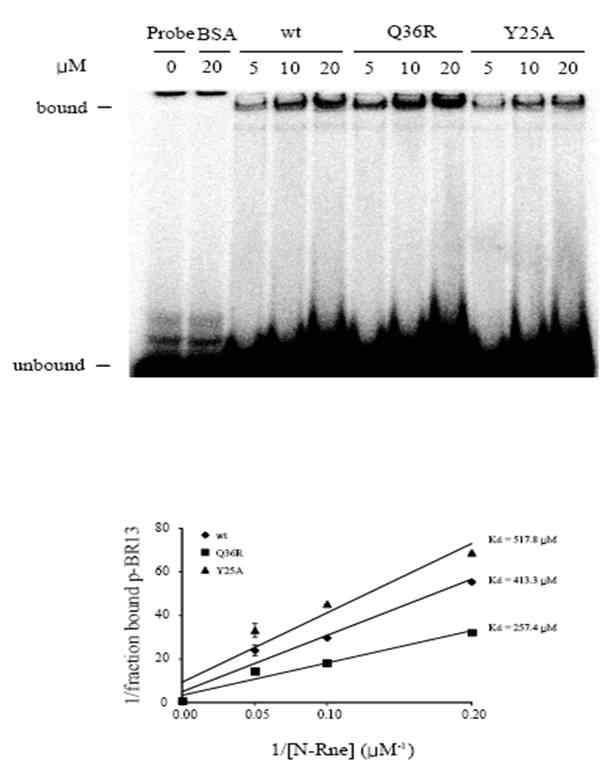 Q36R, Y25A 변이에 의한 안정적인 단백질-RNA 복합체형성 상태의 변화