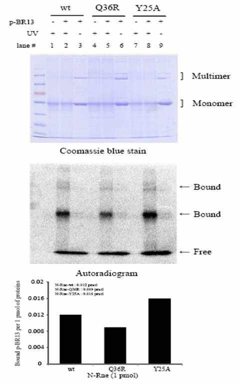 Q36R, Y25A 변이에 의한 N-Rne의 RNA 결합부위 수의 변화