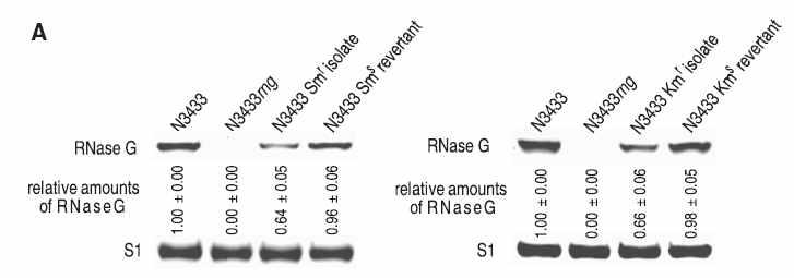 웨스턴블롯을 통한 스트렙토마이신 내성 분리균에서의 RNase G 발현감소 확인