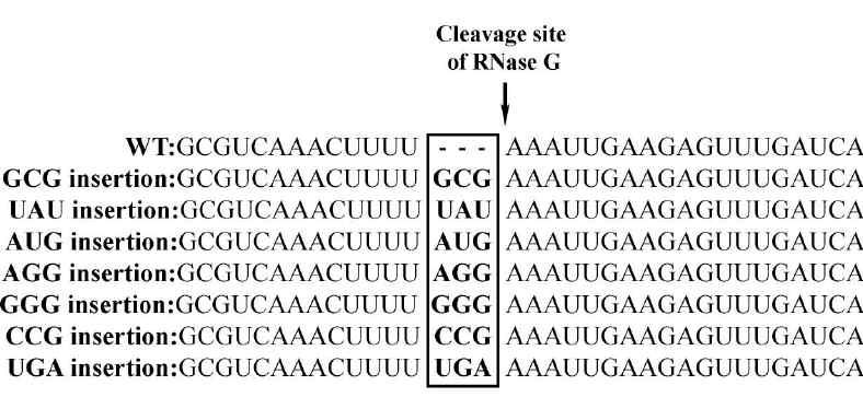 스트렙토마이신에 내성을 보이는 pRNA9 유래 클론들의 DNA 염기배열 분석