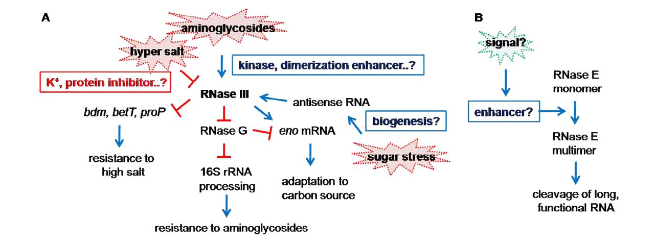 RNase III와 RNase E의 효소활성 인자들의 작용기전 모식도