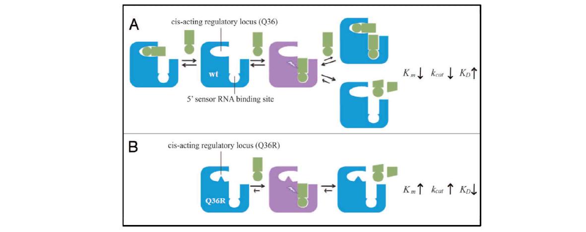 새로운 RNA 결합자리에 의한 RNase E 효소활성 조절