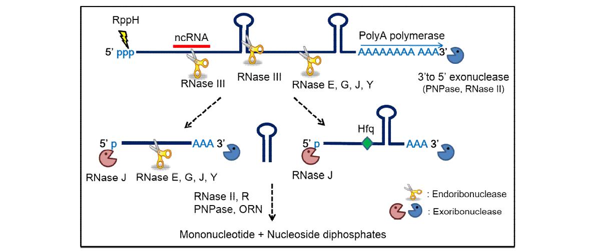 원핵세포에서의 ribonuclease에 의한 RNA 분해 및 성숙 기작 모식도
