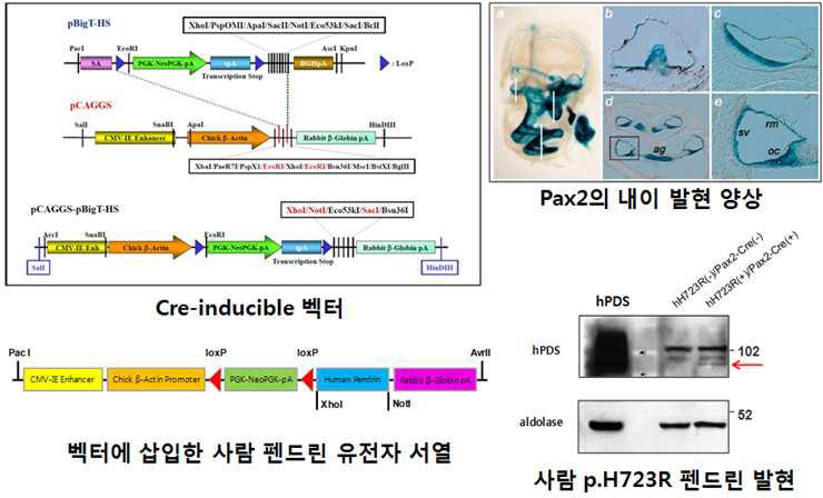 사람 p.H723R 펜드린 발현 마우스 제작