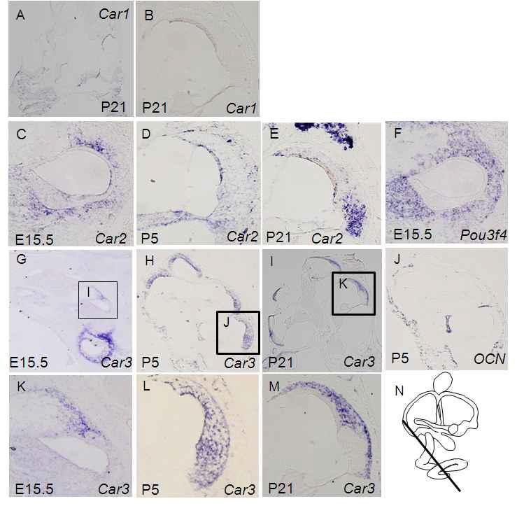 mRNA expressions of Car1, Car2, and Car3 in the inner ear during development.