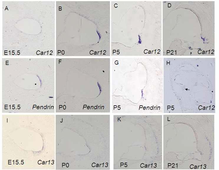 Car12 and Car13mRNA expression pattern in inner ear during development.