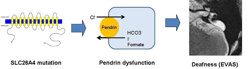 유전자(SLC26A4)의 돌연변이는 음이온의 교환을 담당하는 펜드린의 기능 이상을 초래하며, 결국 전정도수관 확장증(EVA)을 동반한 난청이 발생함.