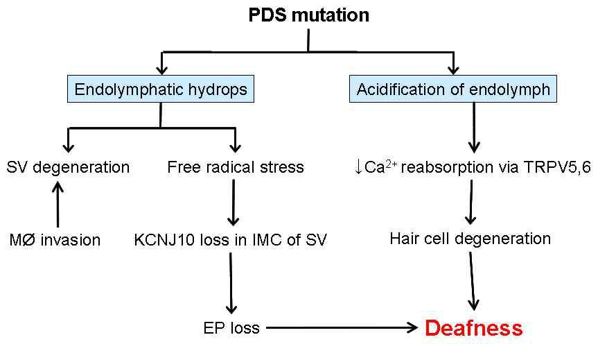 Pendrin(PDS) 이상에 의한 난청의 기전