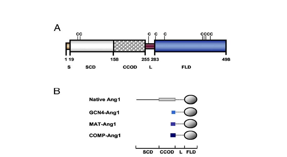 Native Ang1과 Ang1 variants의 구조.