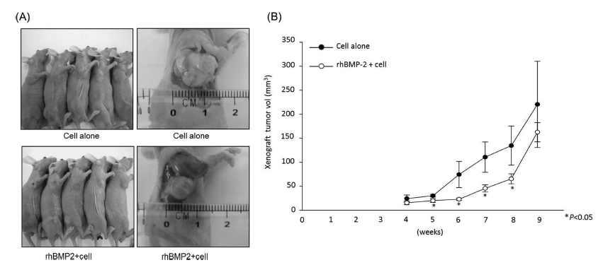 인간 유방암세포주 (MDA-MB-231 cells) 피하 종양 조직 형성 및 성장 곡선. nude mice에서 rhBMP-2 처리군에서 피하 종양조직 형성이 현저히 감소한 소견이 관찰됨.