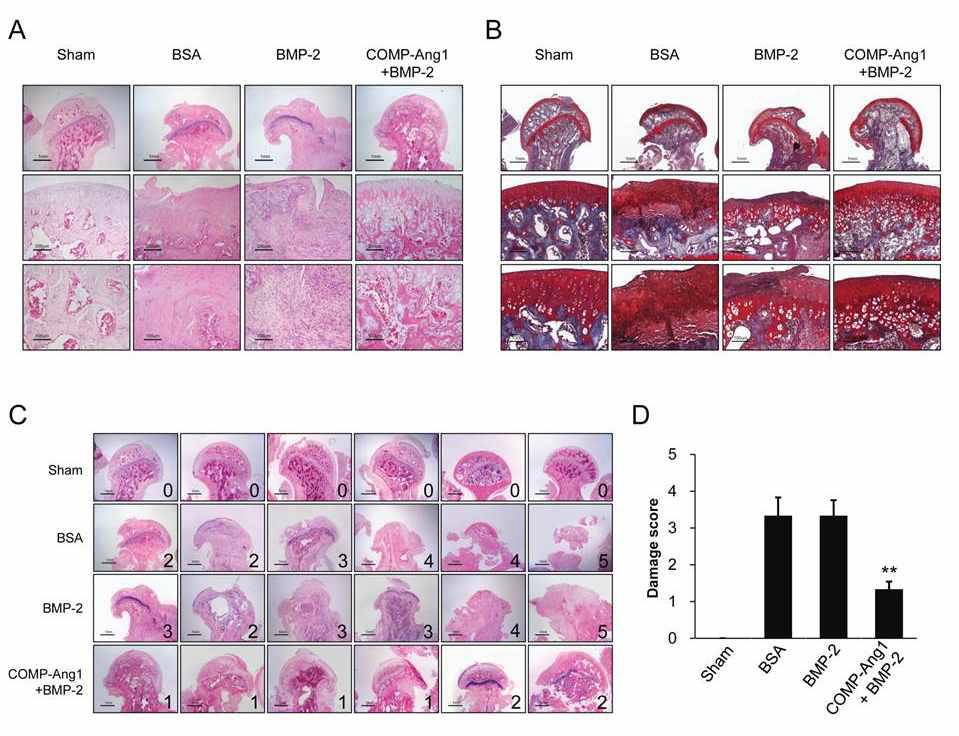 Histologic findings of sham and infarcted femoral heads. (A and B) As compared with the sham-operated group, bone marrow of the femoral heads in the BSA group was necrotic and most of the articular cartilage had been destroyed and replaced by fibrous tissue, as seen on H&E staining