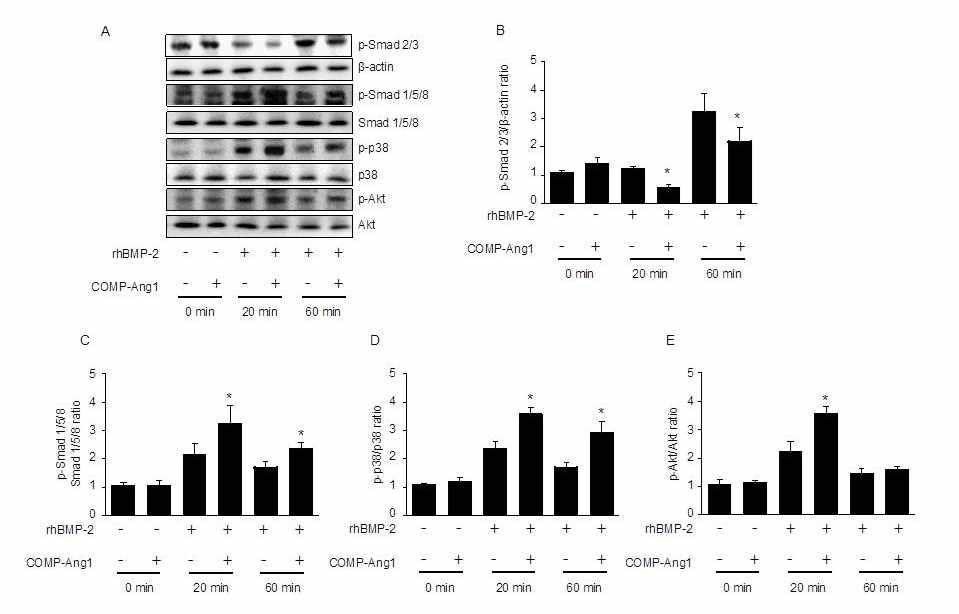 Western blot analysis of osteoblast cells after BMP and COMP-Ang1 treatment. COMP-Ang1 affects BMP2-dependent phosphorylation of Smad, p38, and Akt.