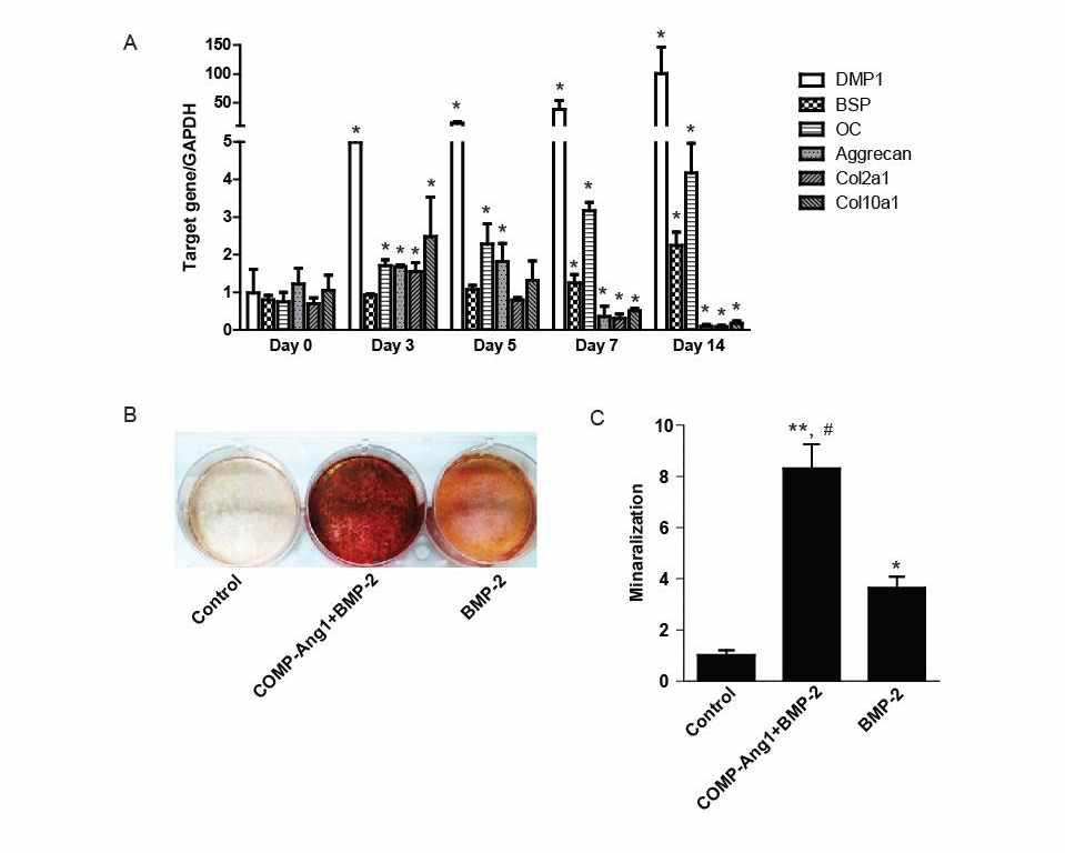 Cell culture and osteogenic induction of C3H10T1/2 cells.