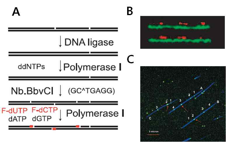 (A) 단일 분자DNA를 이용한 틈새 번역(Nick translation)방법에 대한 도식, (B) 나노채널에 서의 틈새번역된 DNA 분자, (C) 틈새 번역후 표면에 고정하고 전반사 형광법 (TIRF)로 분석