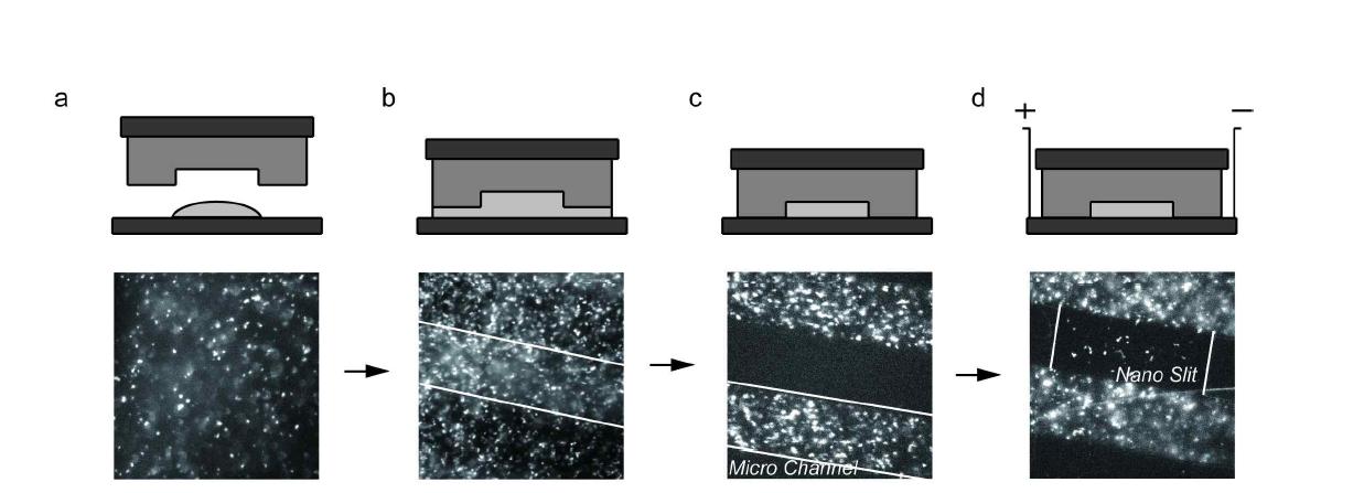 마이크로-나노 복합 채널을 이용한 DNA 로딩 과정. PDMS의 뒷면을 슬라이드 글라스로 지지한 상태로 커버 글라스 상의 DNA 용액 위에 올려 놓으면 시간이 지남에 따라 PDMS 채널이 형성됨과 동시에 무너지지 않는 나노 슬릿을 얻을 수 있다(a-c). 나노 슬릿이 형성 된 이후에 전기를 걸어주어 나노 슬릿 내부로 DNA를 삽입 시킨다(d).