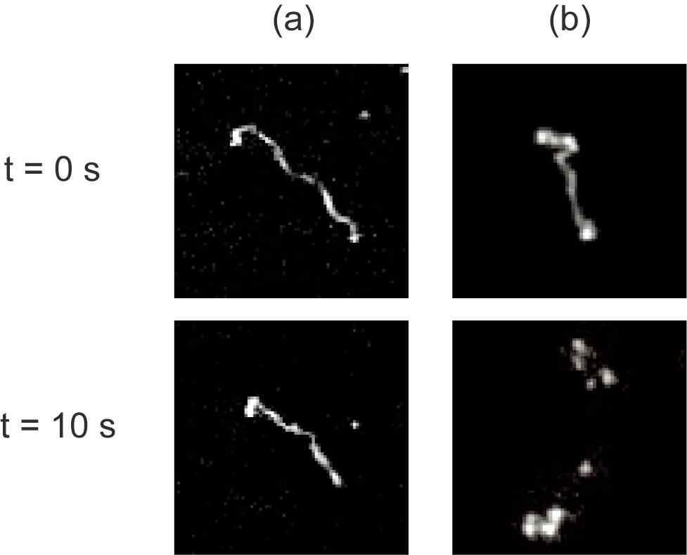 그림 37 450 nm 의 nanoslit에 가둔 T4 DNA (165.6 kb)를 a) 형광 단백질로 염색, 또는 b) 삽입 형광 염료(YOYO-1)를 이용하여 염색한 후10초의 간격을 두고 광분해 현상을 관찰.