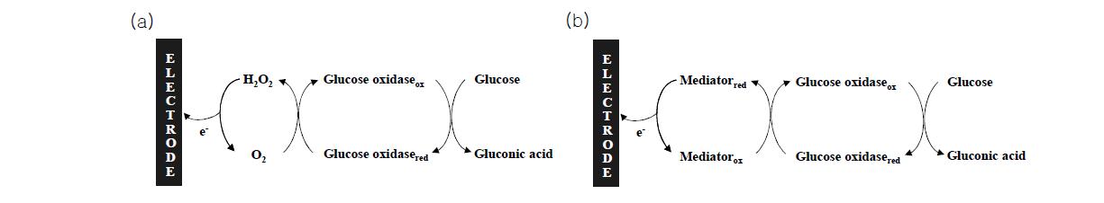 (a) 1세대 glucose 센서와 (b) 2세대 glucose 센서의 감응원리.