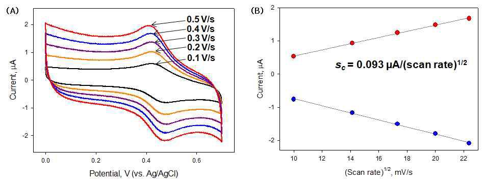 Ferrocene이 도입된 음전하성 실리카 나노입자의 주사속도변화에 따른 전기화학적 특성: (A) 순환 전압전류도, (B) 검정곡선.