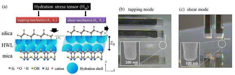 (a) 수화층의 탭핑변형과 쉬어변형에 대한 모식도. (b), (c) 수정진동자 원자힘 현미경의 탭핑, 쉬어 모드