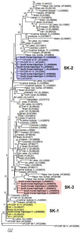 계통발생학적 분석. The phylogenetic tree for the 13 haplotypes of PvDBPII was constructed with a neighbor-joining method using the MEGA4 program. Numbers on the branches indicate bootstrap proportions (1000 replicates).