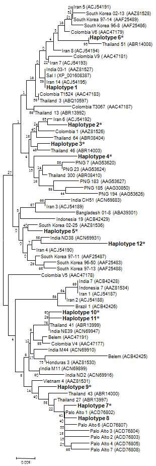 계통발생학적 분석. The phylogenetic tree for the 12 haplotypes of PvDBPII was constructed with a neighbor-joining method using the MEGA4 program. Numbers on the branches indicate bootstrap proportions (1,000 replicates). Numbers on the branches indicate bootstrap proportions (1,000 replicates). The new haplotypes are marked with asterisks.