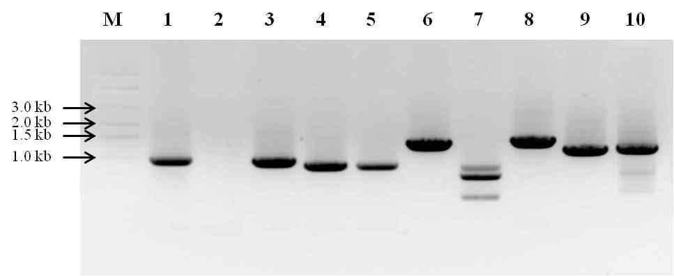 삼일열원충 유성생식기 특이 발현 후보 유전자 PCR 증폭 결과.