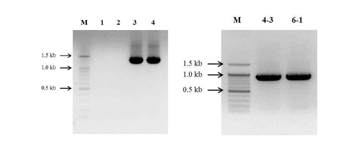 Colony PCR 방법으로 pGEM-TA vector에 cloning된 Gamete antigen 27/25(1,125 bp), Plasmodium expert protein(PHISTb), unknown function(1,087 bp), CWP-WPC family protein(881 bp) 유전자 확인. pGEM-TA vector priming site 200 bp가 증가하였음. Lane 3; Gamete antigen 27/25, Lane 4-3; Plasmodium expert protein (PHISTb), unknown function, Lane 6-1; CWP-WPC family protein