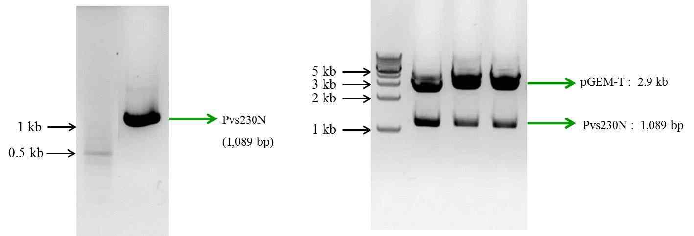 Agarose gel electrophoresis of PCR amplification of Pvs230N (A) and TA-cloning into pGEM-TA vector (B). Plasmid were digested with restriction endonuclease EcoRI.