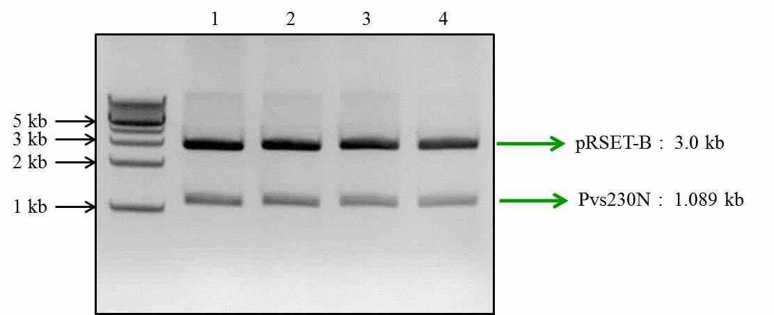 Agarose gel electrophoresis of subcloning of Pvs230N into pRSET-B vector. Plasmid were digested with restriction endonuclease BamHI and HindIII.