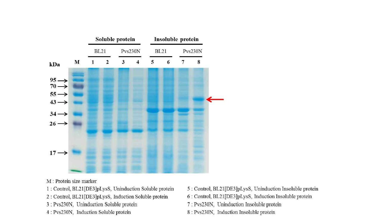 12.5% SDS-Poly-acrylamide gel electrophoresis of Pvs230N recombinant protein expression. Recombinant protein was expressed as an insoluble protein form.