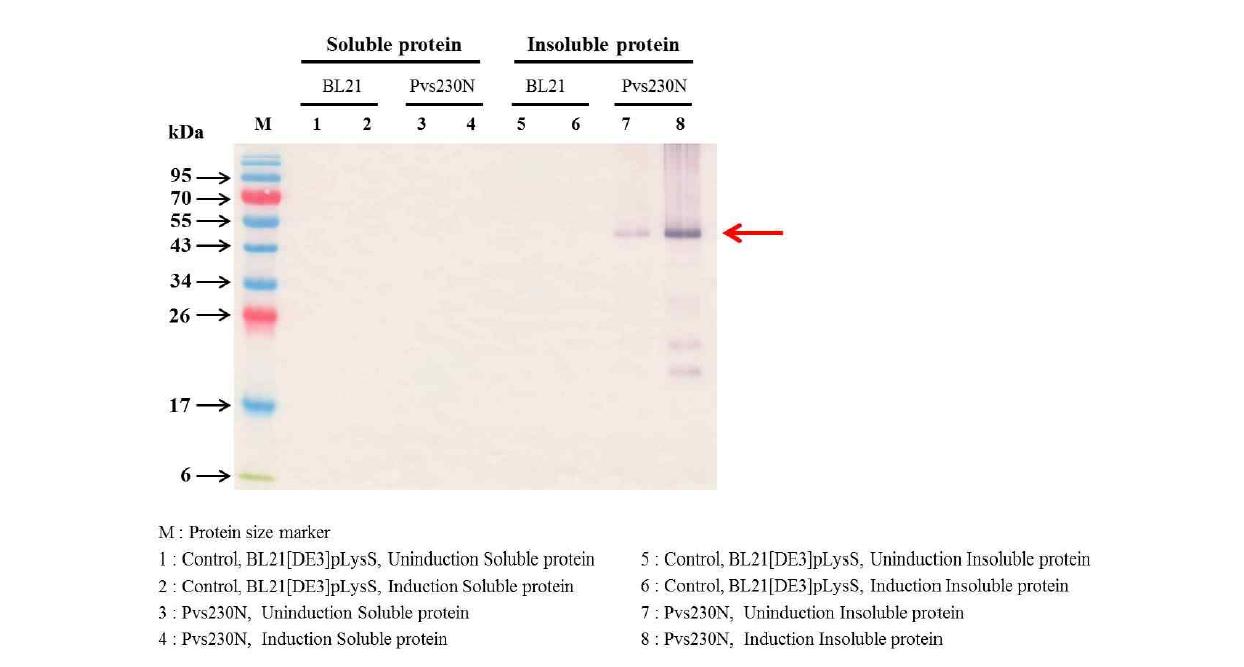 Western blotting of purified Pvs230N recombinant protein.