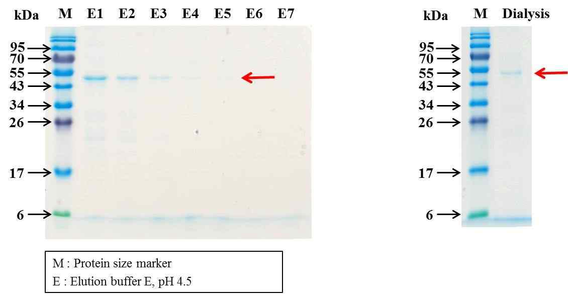 12.5% SDS-Poly-acrylamide gel electrophoresis of purified recombinant Pvs230N protein