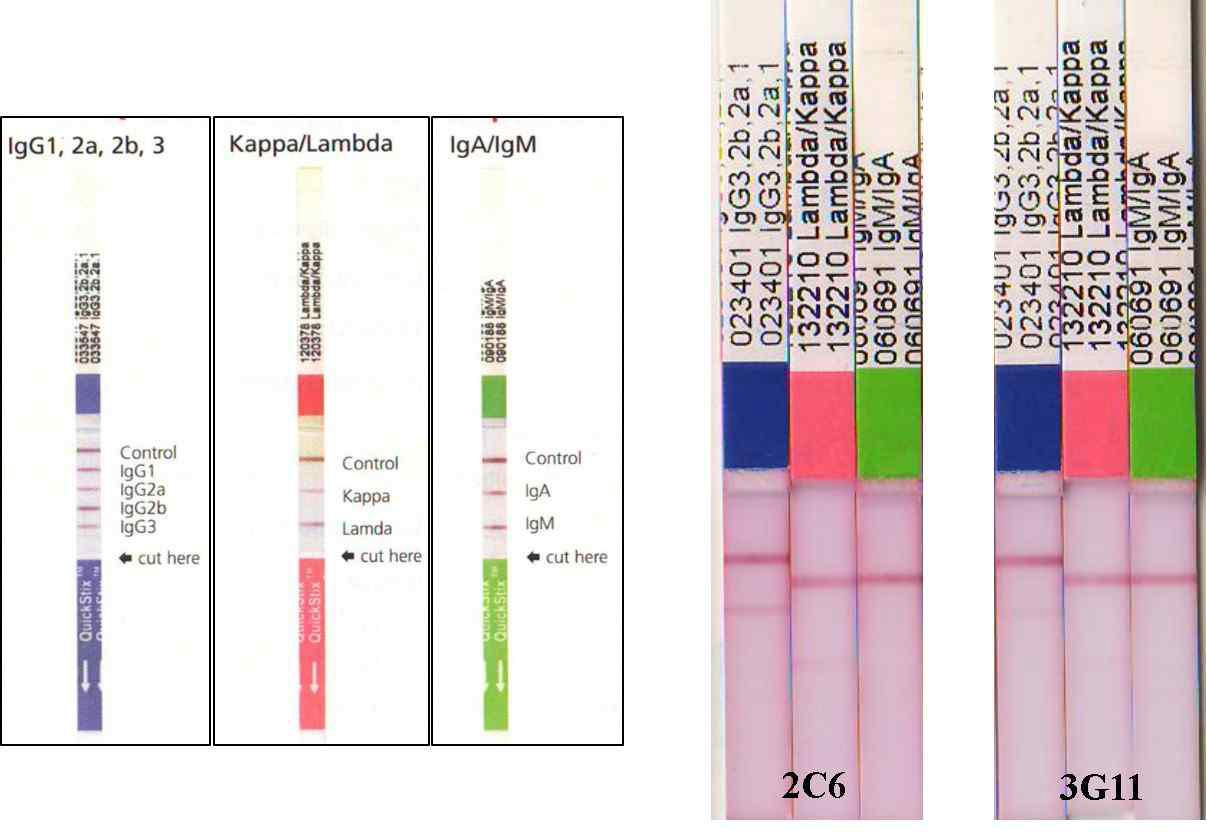 Interpretation of anti-Pvs230N monoclonal antibody. All two antibody are IgG1 and kappa chain.