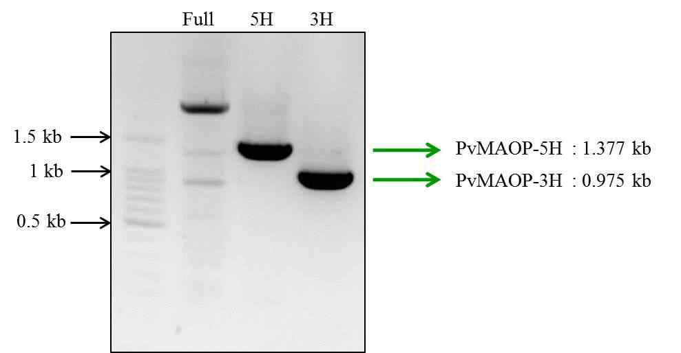 Agarose gel electrophoresis of PCR amplification of PvMAOP-5H and PvMAOP-3H.