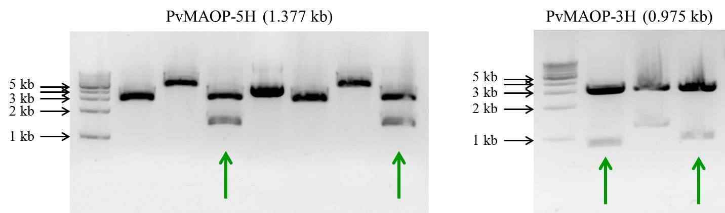 Agarose gel electrophoresis of PvMAOP-5H and PvMAOP-3H in pGEM-TA vector (B). Plasmid were digested with restriction endonuclease EcoRI.