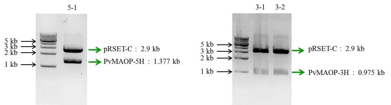 Agarose gel electrophoresis of subcloning of PvMAOP-5H and PvMAOP-3H into pRSET-C. Plasmid were digested with restriction endonuclease BamHI and XhoI (PvMAOP-5H) and Xho I and Hind III (PvMAOP-3H).